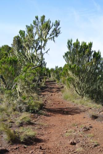 Aus dem Urwald draussen