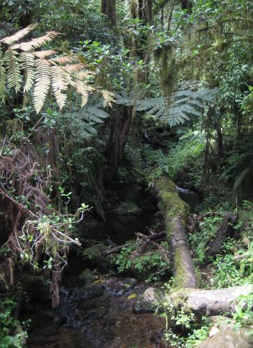 Bachlauf im Regenwald