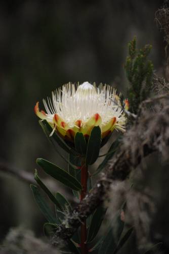 Auf dem Weg zur Mandara Hut (21.05.13)