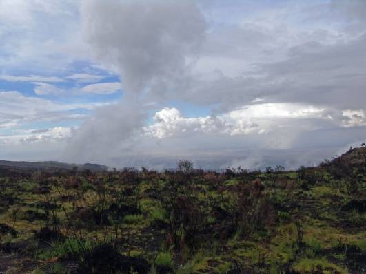 Erstes Grün auf Brandflächen