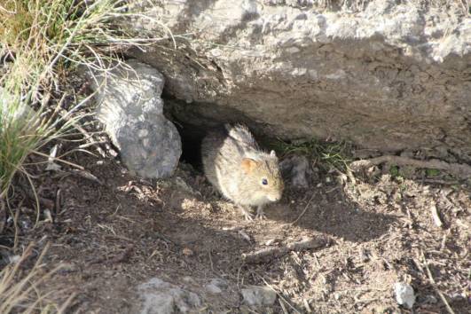 Eine Kilimanjaro-Maus