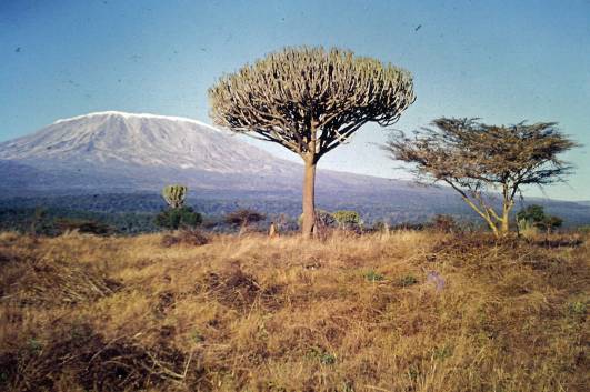 Savanne mit Kibo