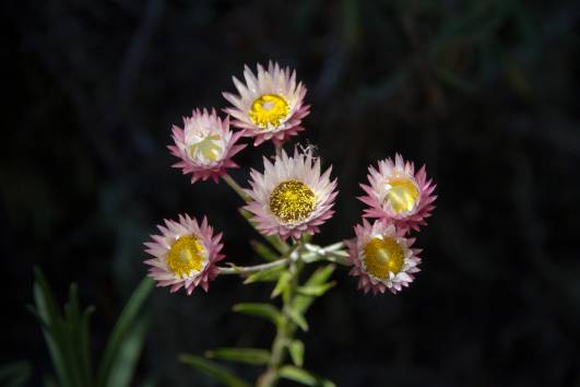 rosa Everlasting, Umbwe