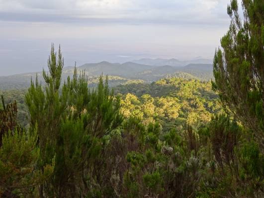 Blick auf den Regenwaldgürtel