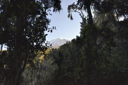 Blick zurück zum Kilimajaro
