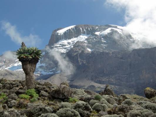 Kili vom Barranco Camp aus