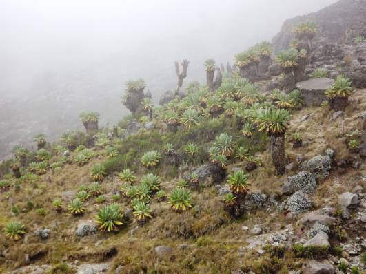 Senecien im Barranco Valley