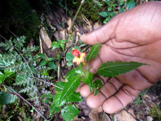 Tag 7 - Kilimanjaro Blume