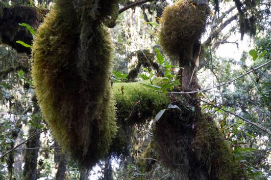 gewaltige Moospolster, Mweka