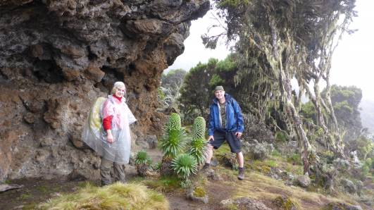 Lobelie 'Lobelia deckenii'