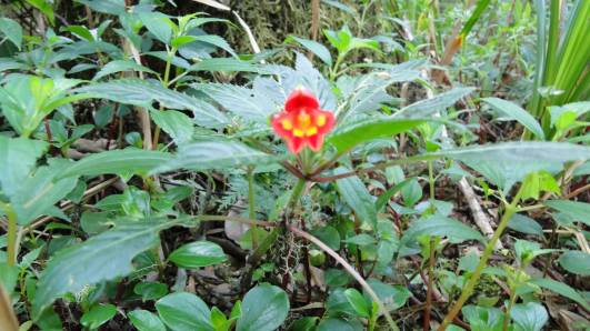 Impatiens kilimanjari