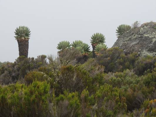 Nahe der Horombo Hut
