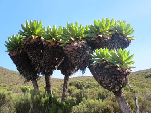 Pflanzenwelt - Riesensenecien