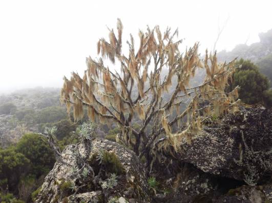 Baumflechten vor Shira