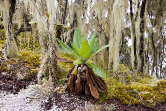 junge Senecie vor Bartflechten