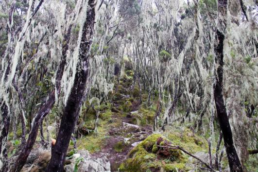 verwunschener Weg, Umbwe