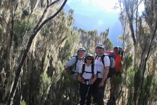 Die Vegetation wird weniger