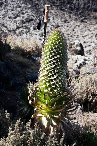 Lobelie im Größenvergleich