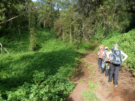 Trail zum Forest Camp