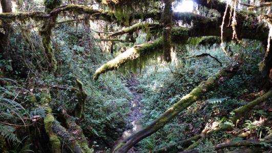 Kilimanjaro Tropischer Bergregenwald