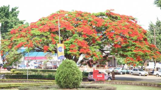 Moshi - Christsternbaum