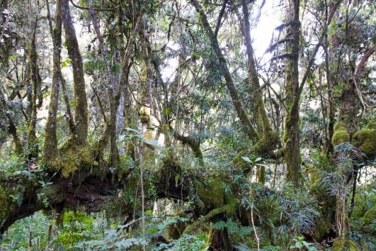 Geist d. Regenwaldes (Mi.)entdeckt