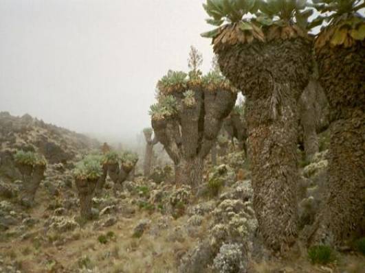 Senecien im Great Barranco