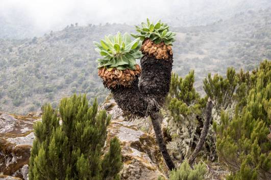 12 erste Senezien Richtung Shira