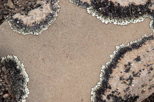 29 Steinflechten am Wegesrand