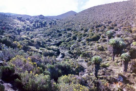 3.Tag: Riesensenezien bei Horombo