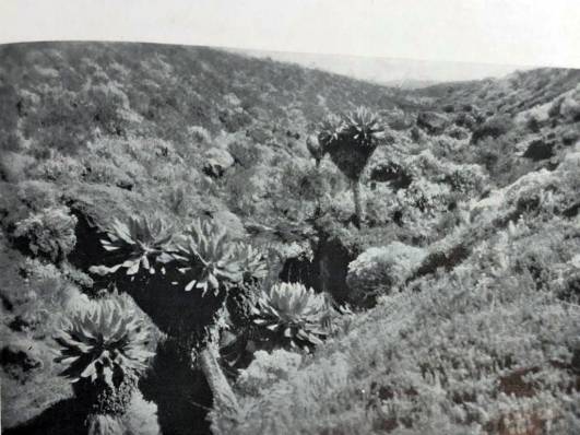 1926 - Alpine Rockery At The Equator