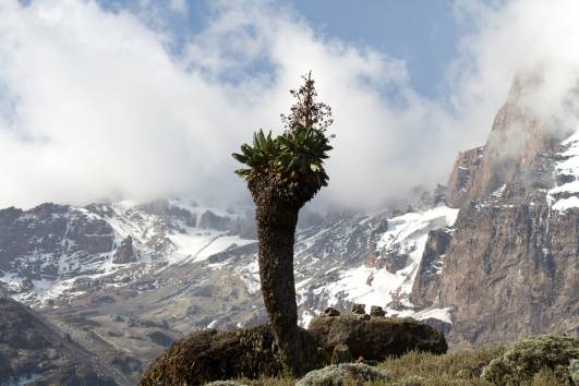 blühende Senecie vor dem Kibo