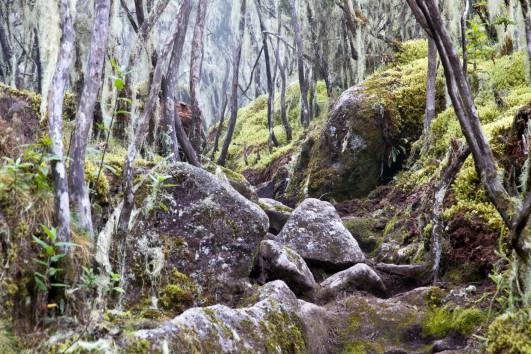 steiniger Weg, Umbwe