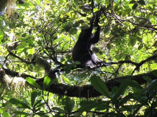 Kurz vor dem Marangu Gate