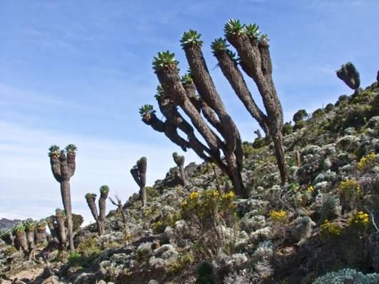 Kurz vorm Barranco Camp