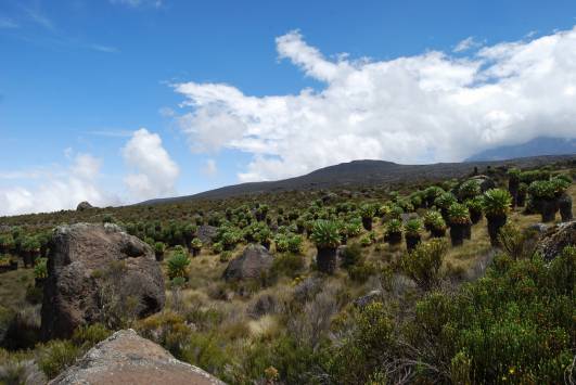 Der Weg zurück nach Horombo (23.05.13)