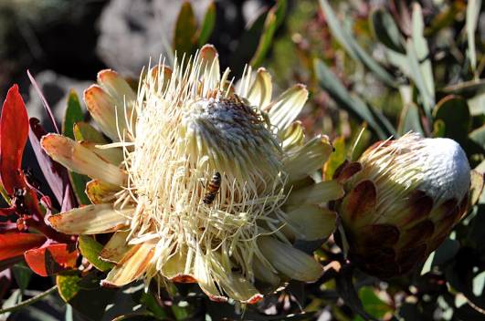 Protea Kilimanjaro