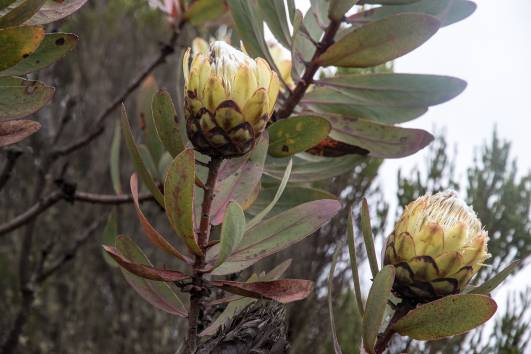 74 protea kilimanjarica