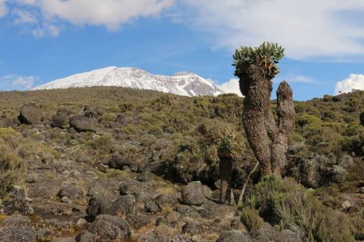 Schneebedeckter Kibo
