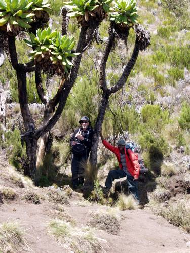 Senezie - Größenvergleich