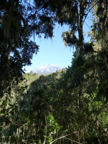 Blick auf den Kibo (Rückweg)