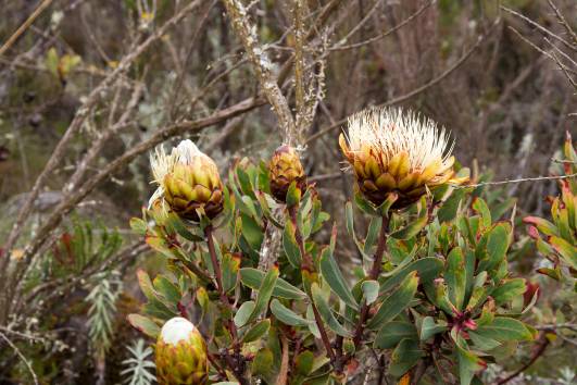 protea kilimanjarica
