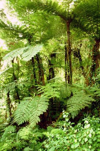 Machame Route - Im Regenwald