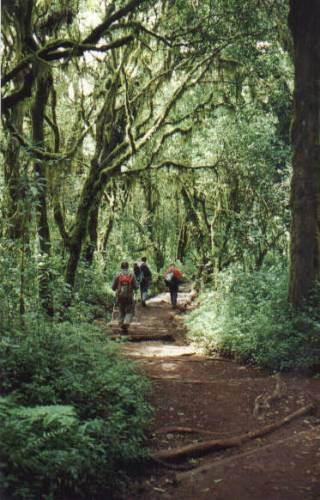 Im Regenwald nach Marangu