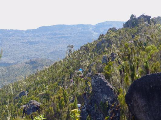 Enger Trail durch viele kleine Bäume