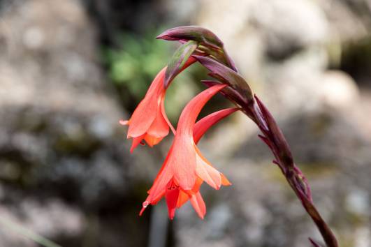 08 Gladiole am Wegesrand
