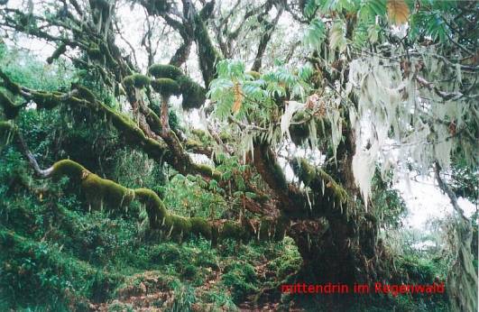 Mittendrin im Regenwald