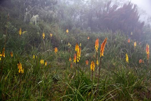 Fackellilien, Mt. Meru