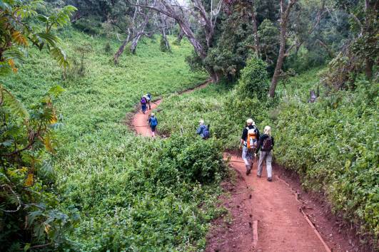 eintauchen in den Regenwald