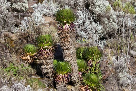Lobeliengruppe vor Barranco